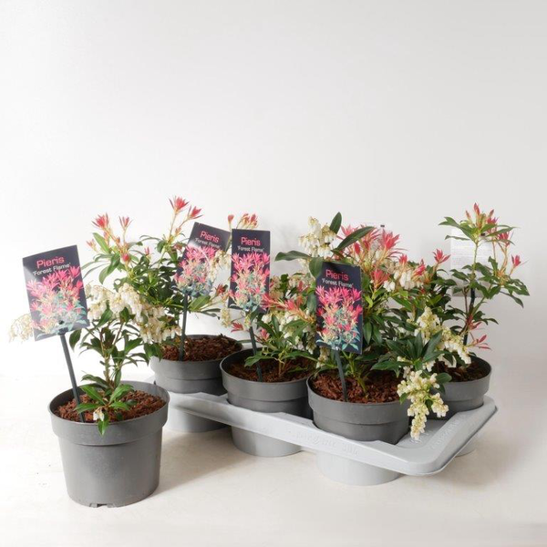 Pieris japonica mix m17                           