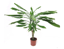 Dracaena janet craig 1tr m12                      