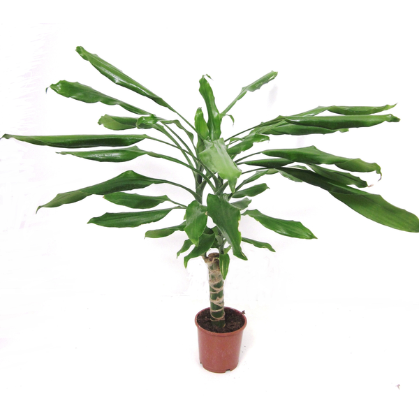 Dracaena janet craig 1tr m12                      