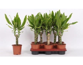 Dracaena gold coast 12 20cm                       