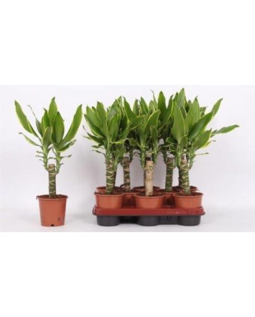 Dracaena gold coast 12 20cm                       
