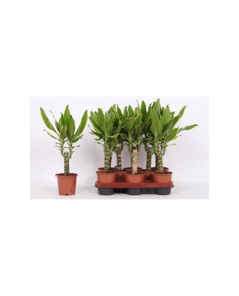 Dracaena gold coast 12 20cm                       