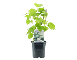 Hydrangea arborescens annabell m17                