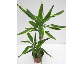 Dracaena gold coast 17 15/45                      