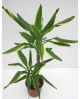 Dracaena gold coast 17 15/45                      