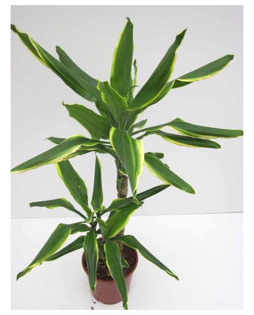 Dracaena gold coast 17 15/45                      