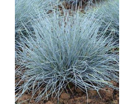 Festuca glauca 2lt                                