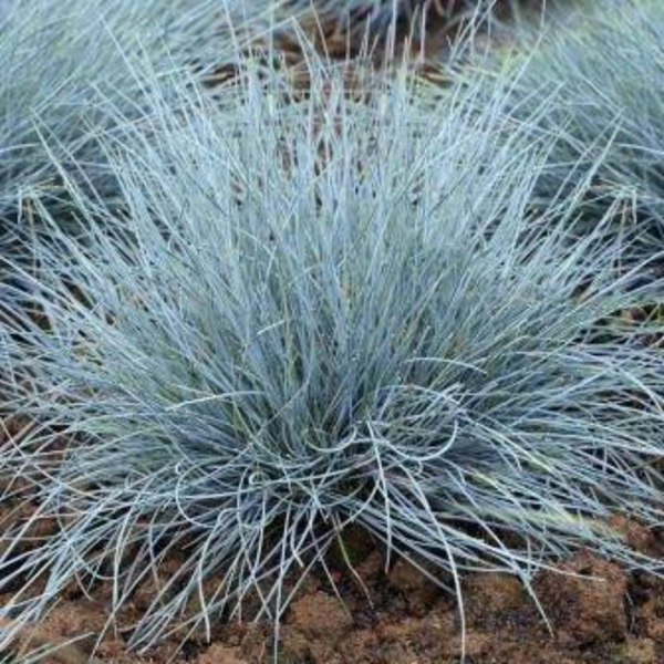 Festuca glauca 2lt                                