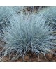Festuca glauca 2lt                                