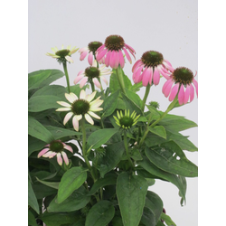 Echinacea summer colors 2lt                       