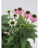 Echinacea summer colors 2lt                       
