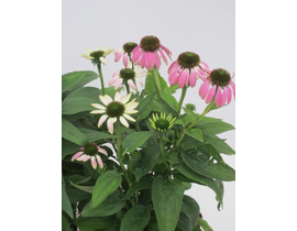 Echinacea summer colors 2lt                       
