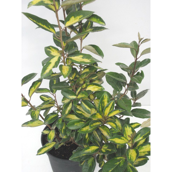 Eleagnus ebbengei 3L                              