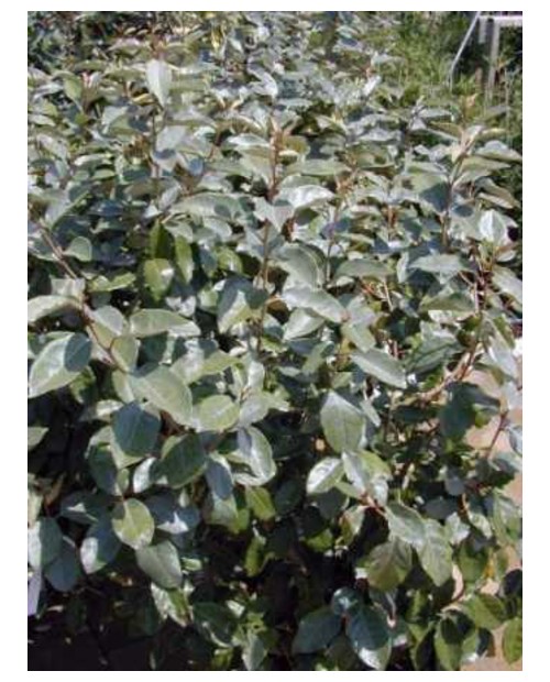 Eleagnus ebbengei 3L                              