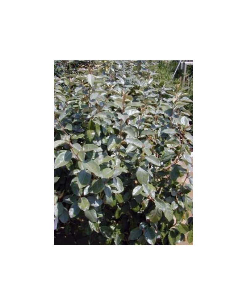 Eleagnus ebbengei 3L                              