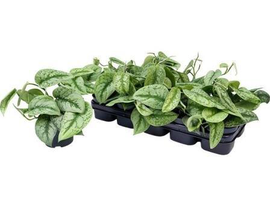 Potho pictum trebie m12                           