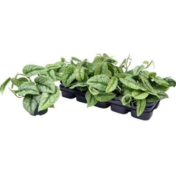Potho pictum m12                                  