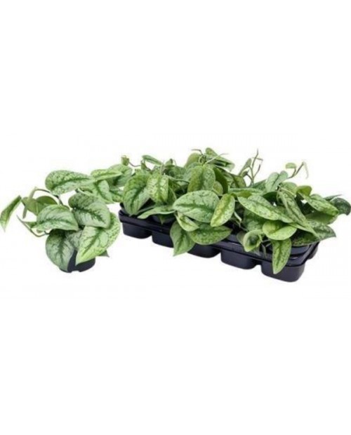 Potho pictum trebie m12                           