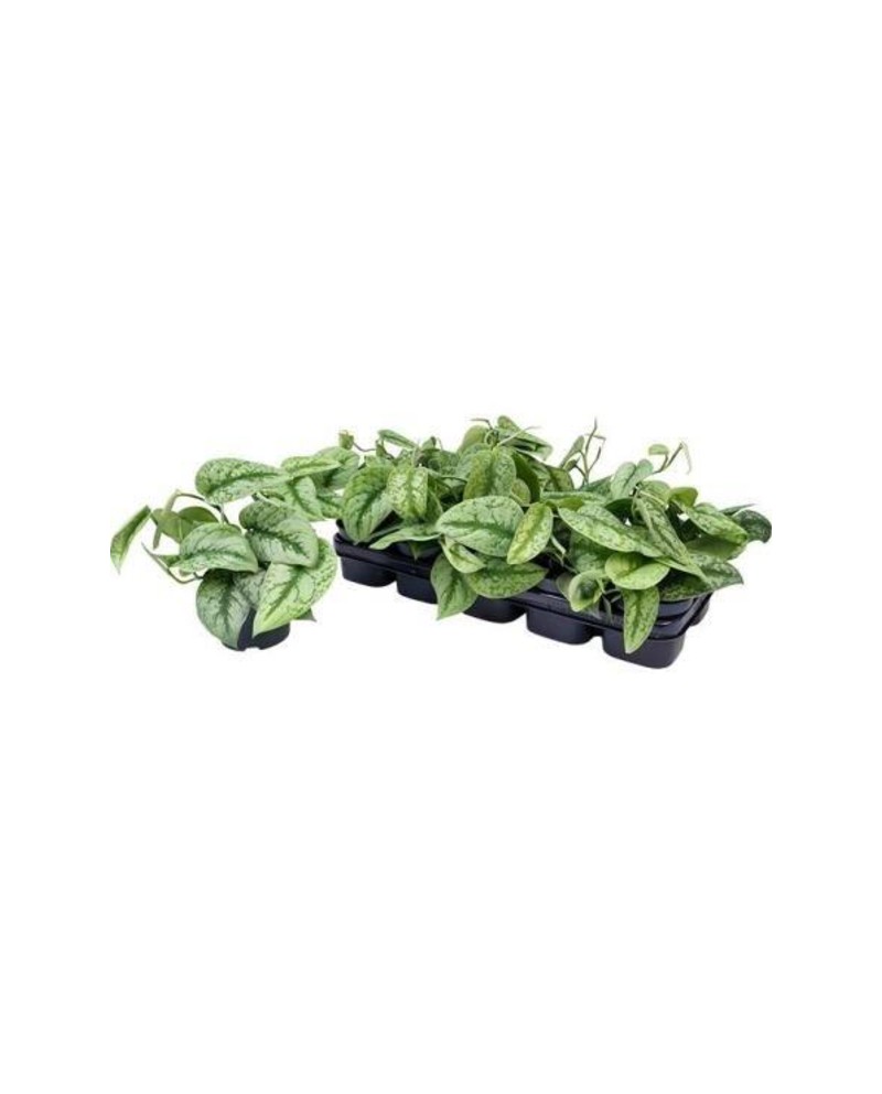 Potho pictum trebie m12                           