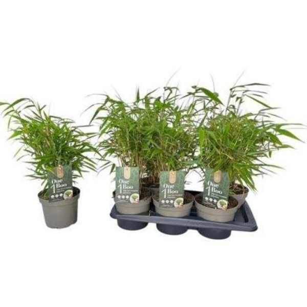 Bambu fargesia m17                                