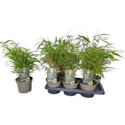 Bambu fargesia m17                                