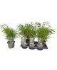 Bambu fargesia m17                                