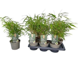 Bambu fargesia m17                                