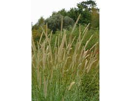 Pennisetum macrourom 2lt                          