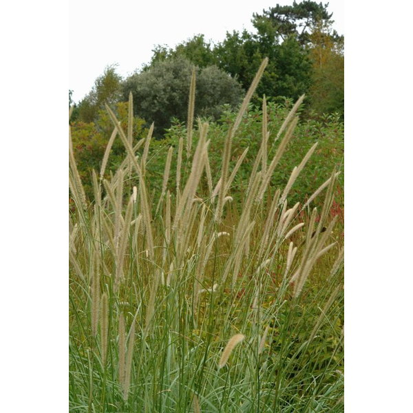 Pennisetum macrourom 2lt                          