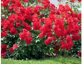 Rosal paisagistico la sevillana rojo              