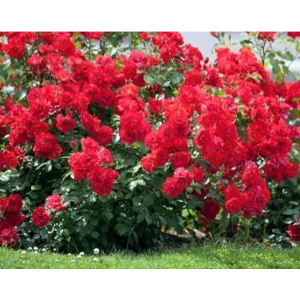 Rosal paisagistico la sevillana rojo              