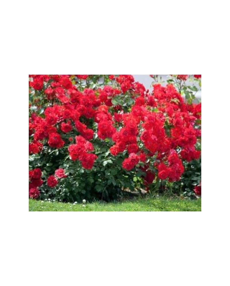 Rosal paisagistico la sevillana rojo              