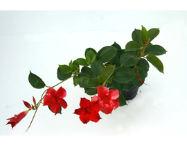 Dipladenia sundaville m11 arbustiva               