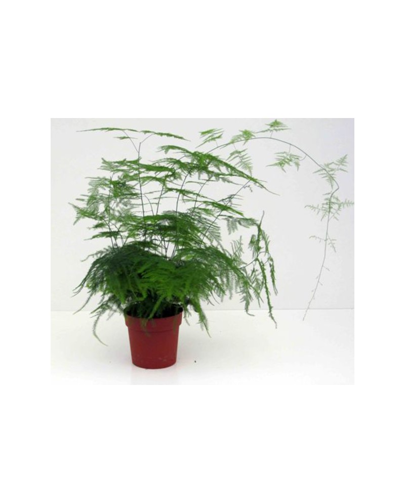 Esparraguera plumosus 13                          