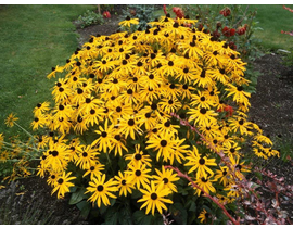 Rudbeckia fulgida goldstrum 2lt                   