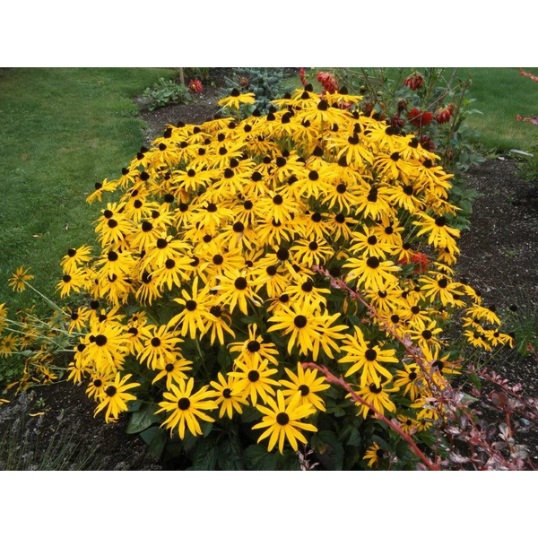 Rudbeckia fulgida goldstrum 2lt                   