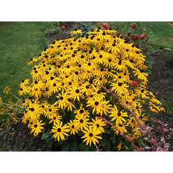 Rudbeckia fulgida goldstrum 2lt                   