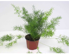Esparraguera sprengeri 12                         