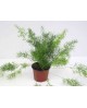 Esparraguera sprengeri 12                         