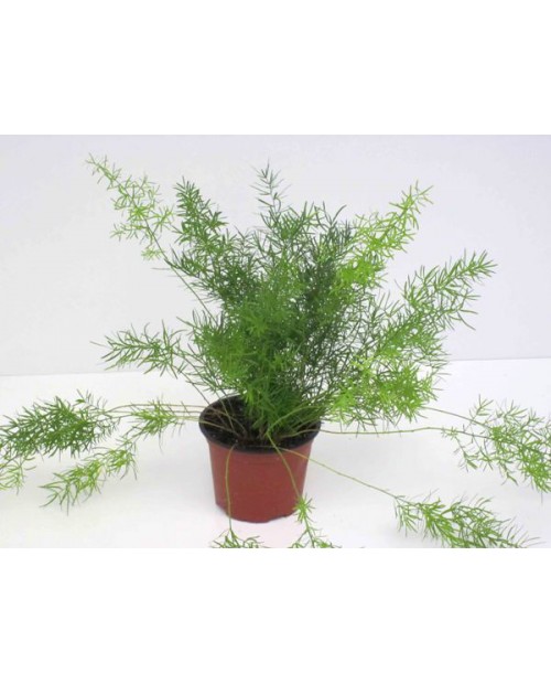 Esparraguera sprengeri 12                         