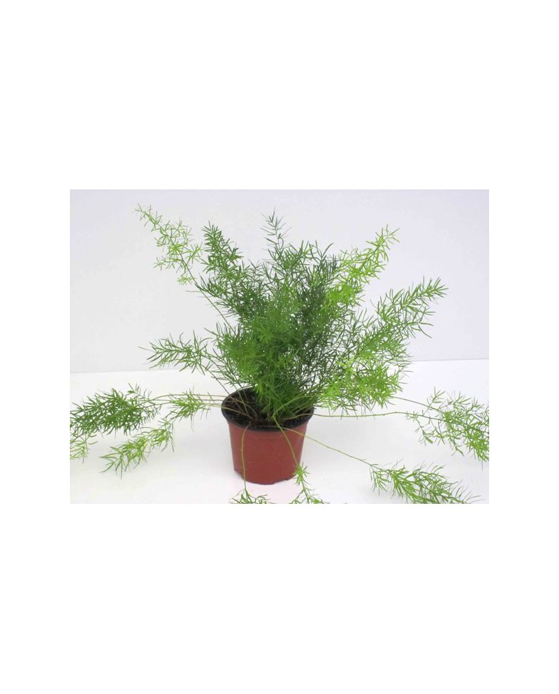 Esparraguera sprengeri 12                         
