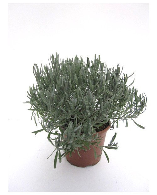 Espliego oficinalis m11                           