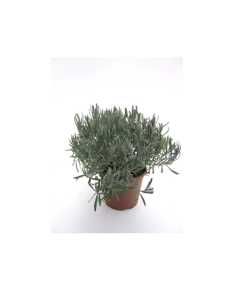 Espliego oficinalis m11                           