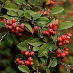 Cotoneaster francheti 3lt ES/09/25/0008           