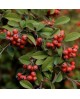 Cotoneaster francheti 3lt ES/09/25/0008           