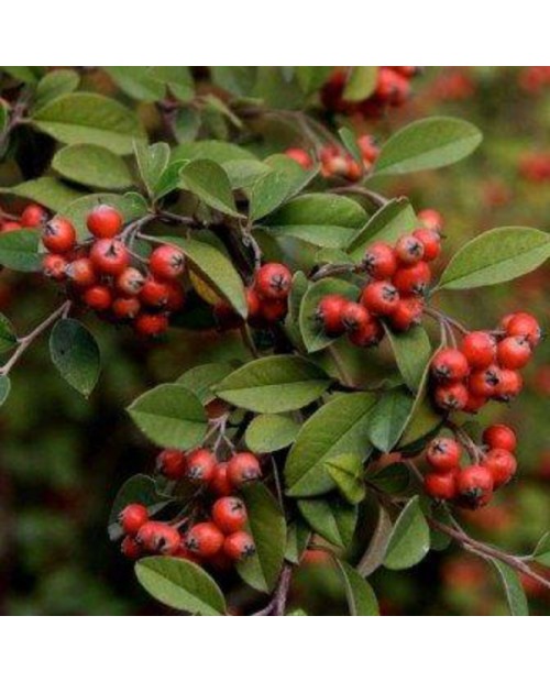 Cotoneaster francheti 3lt ES/09/25/0008           