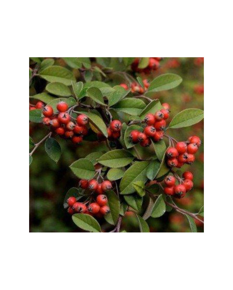 Cotoneaster francheti 3lt ES/09/25/0008           