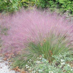 Muhlenbergia capillaris 2lt                       