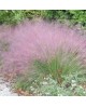 Muhlenbergia capillaris 2lt                       