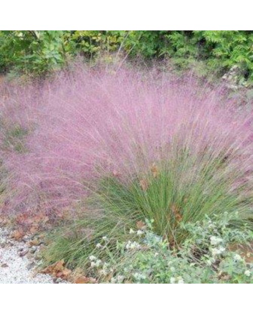 Muhlenbergia capillaris 2lt                       